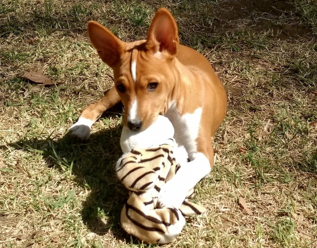 Completing the Pack