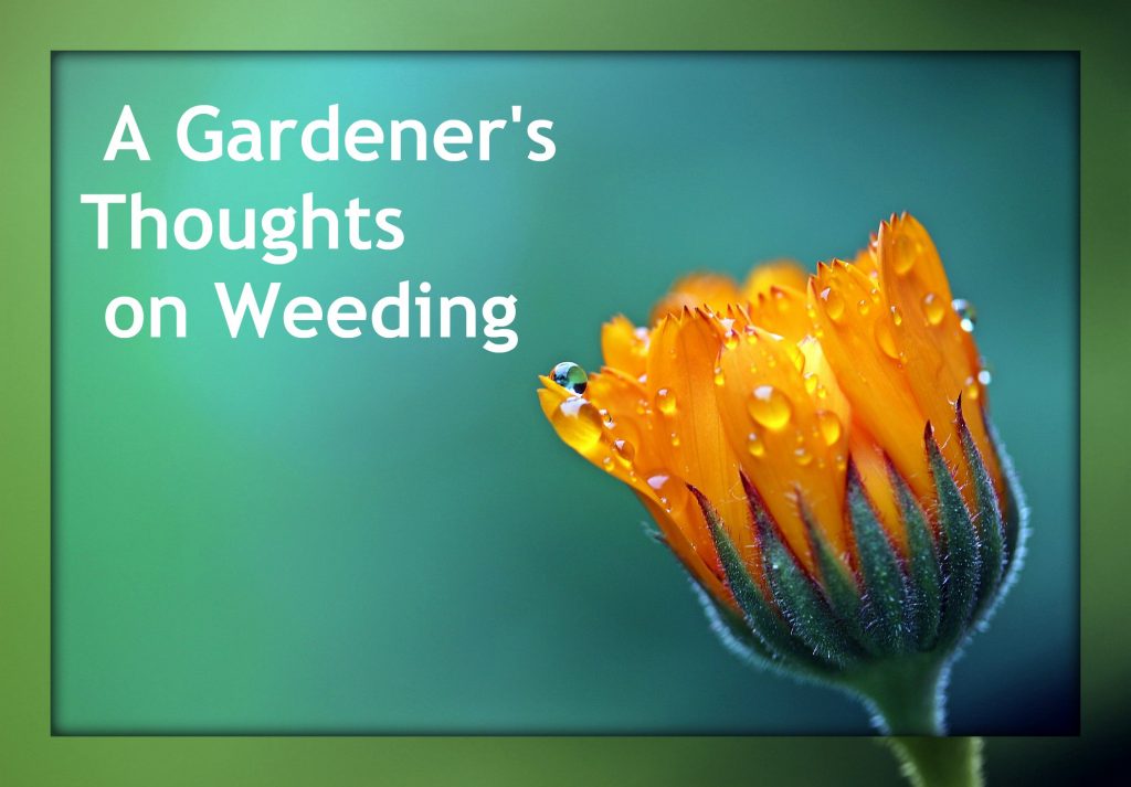 A Gardener's Thoughts on Weeding