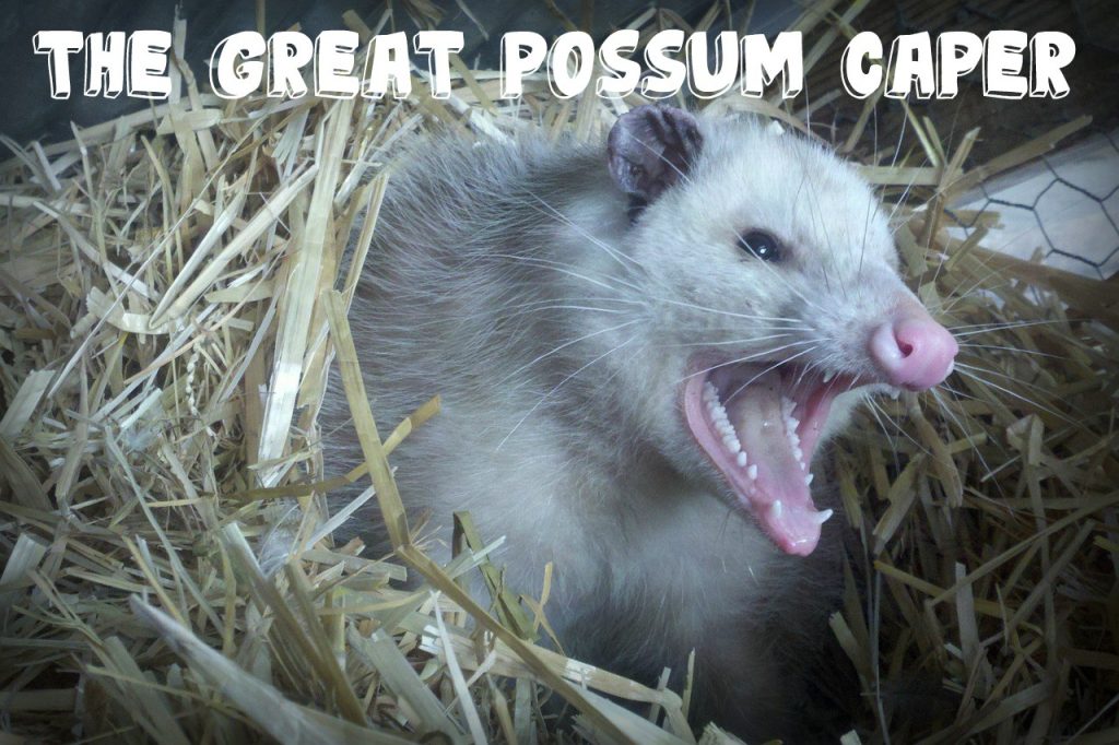 The Great Possum Caper