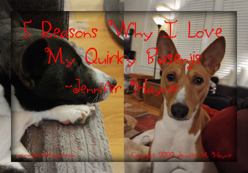 5 Reasons Why I Love My Quirky Basenjis